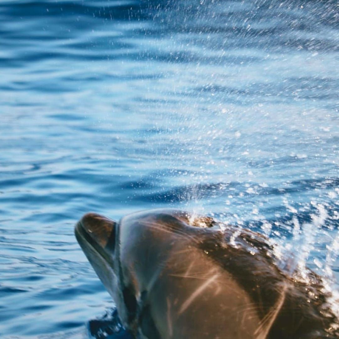Dolphins on a boat trip tenerife