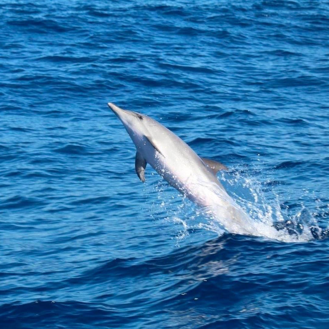 Dolphin watching during a catamaran trip
