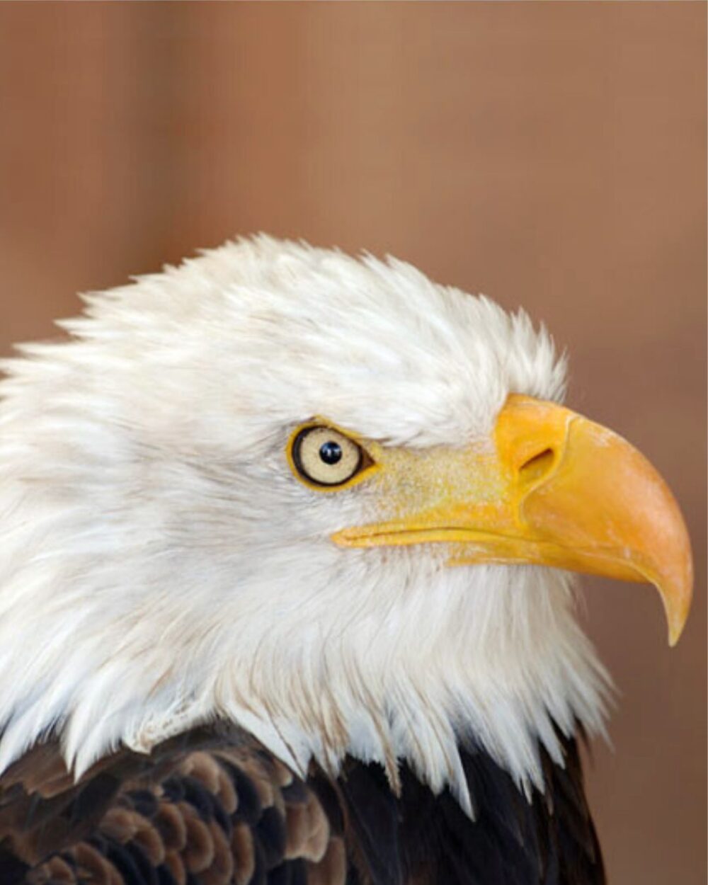 jungle park tenerife