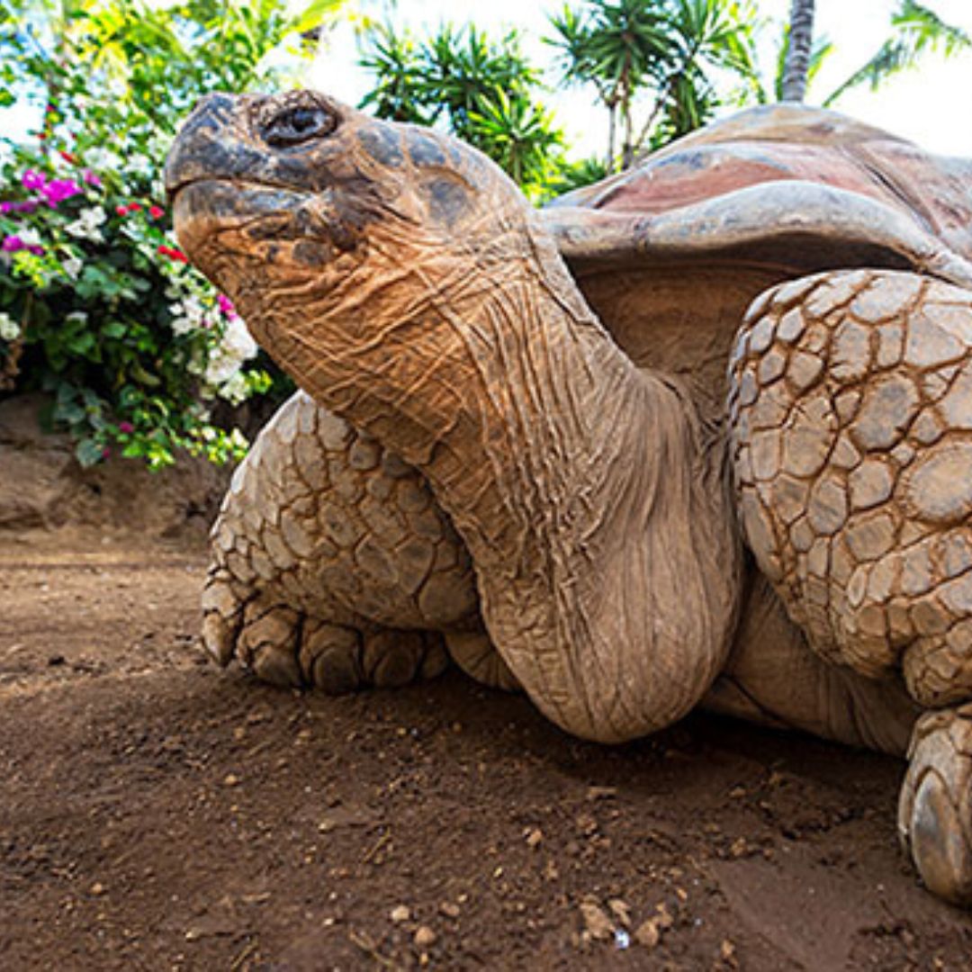 loro parque tenerife