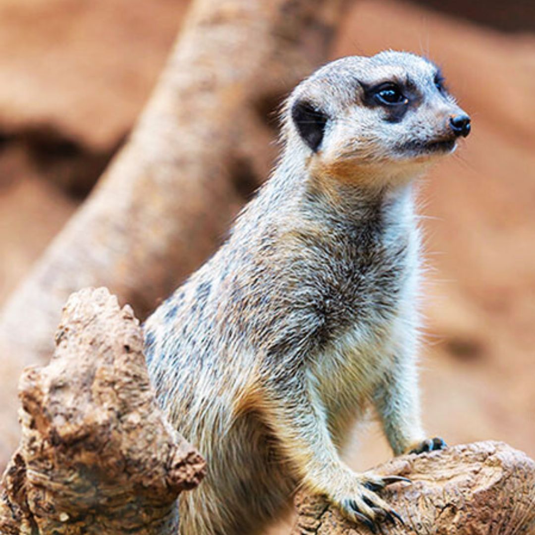 loro parque tenerife
