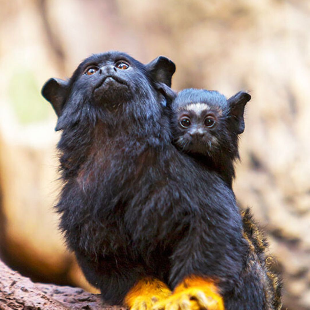 loro parque tenerife