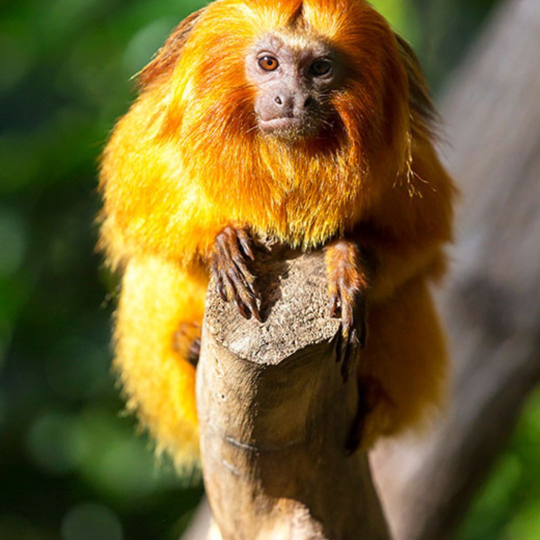 loro parque tenerife