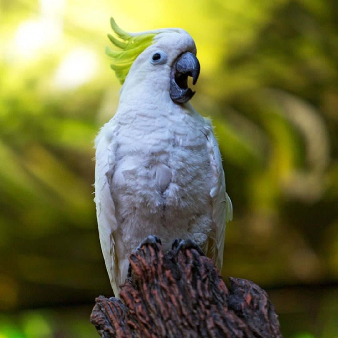loro parque tenerife