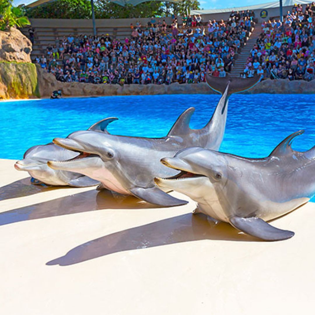loro parque tenerife