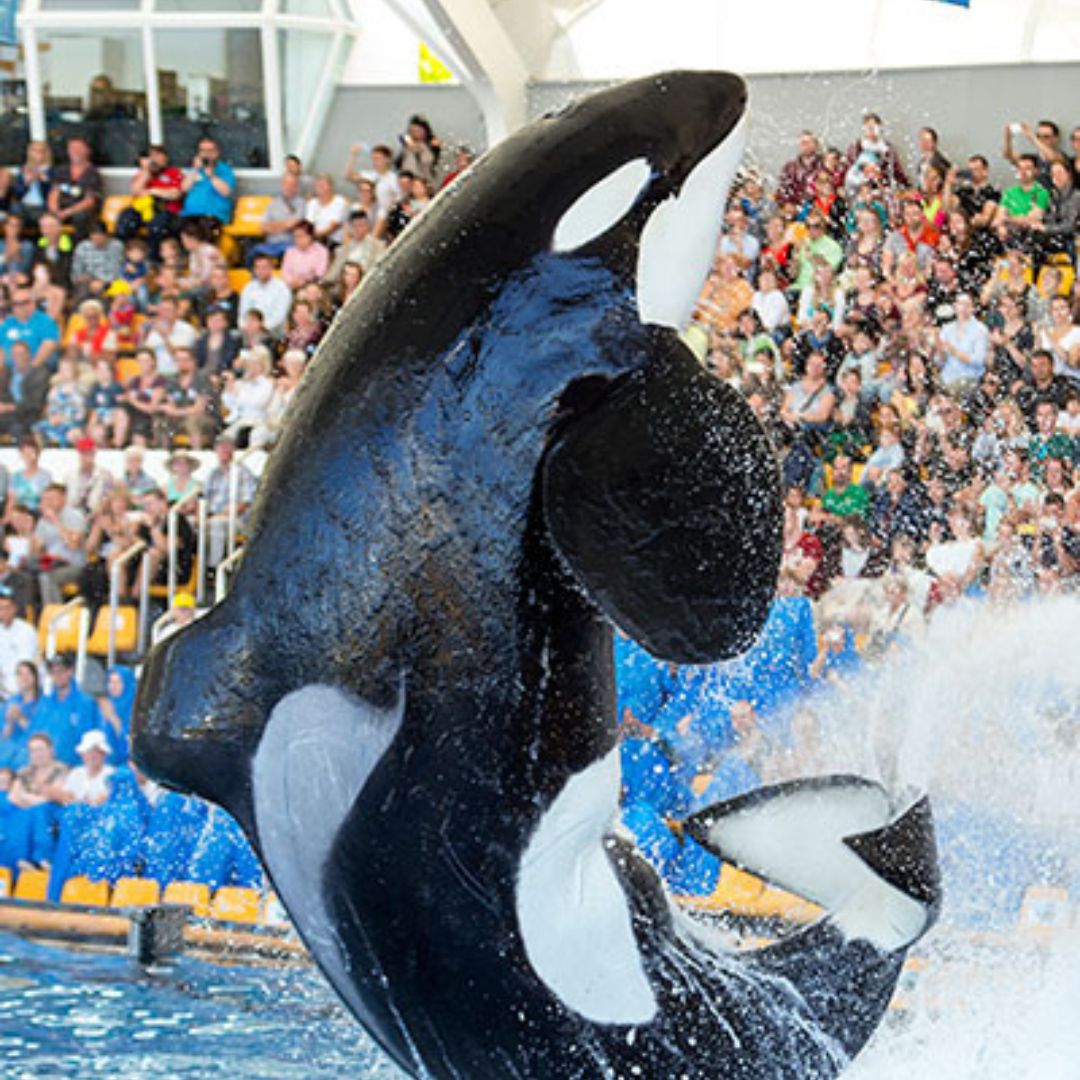 loro parque tenerife