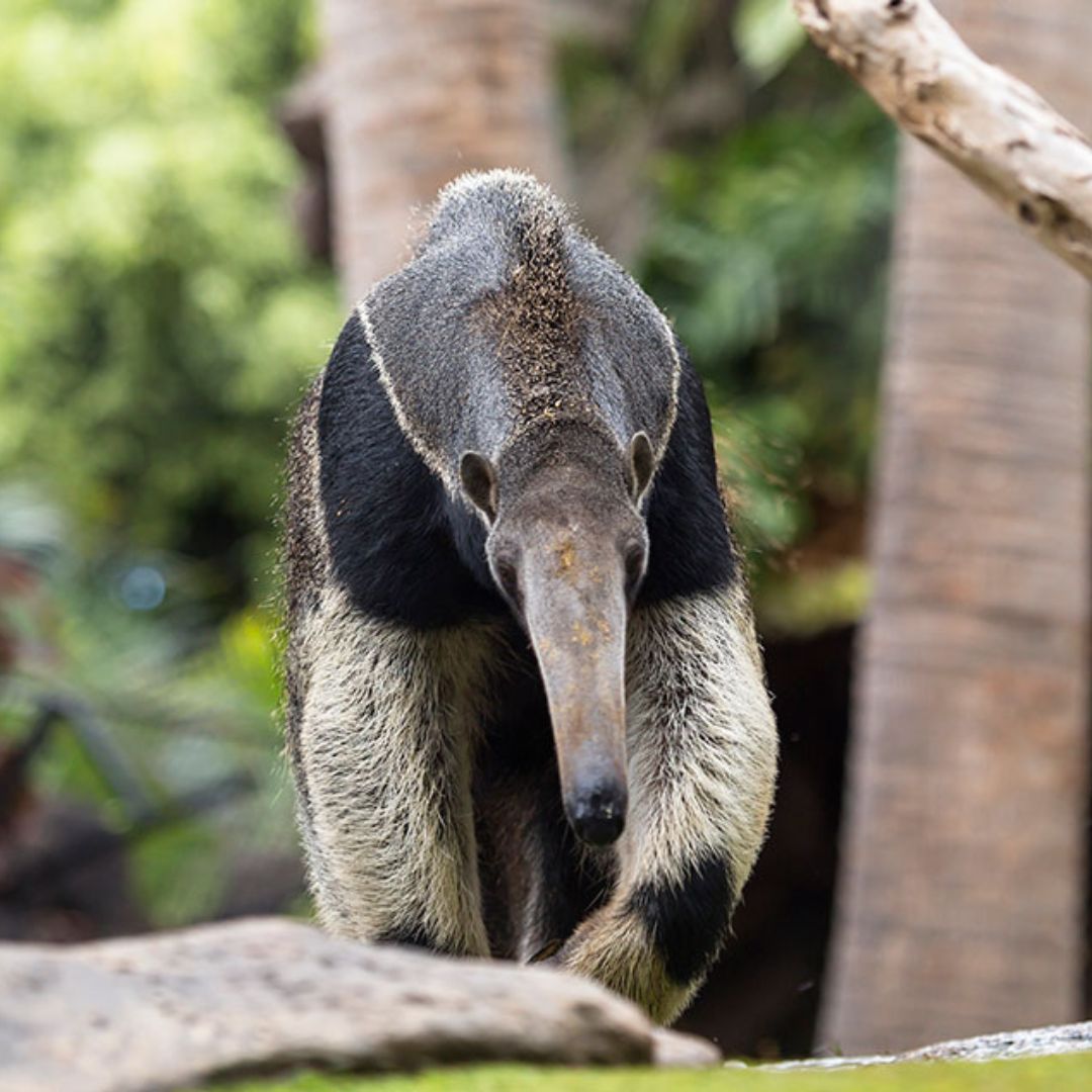 loro parque tenerife
