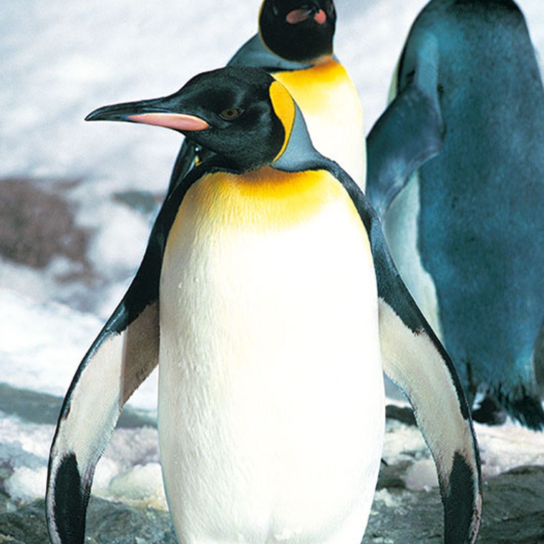 loro parque tenerife