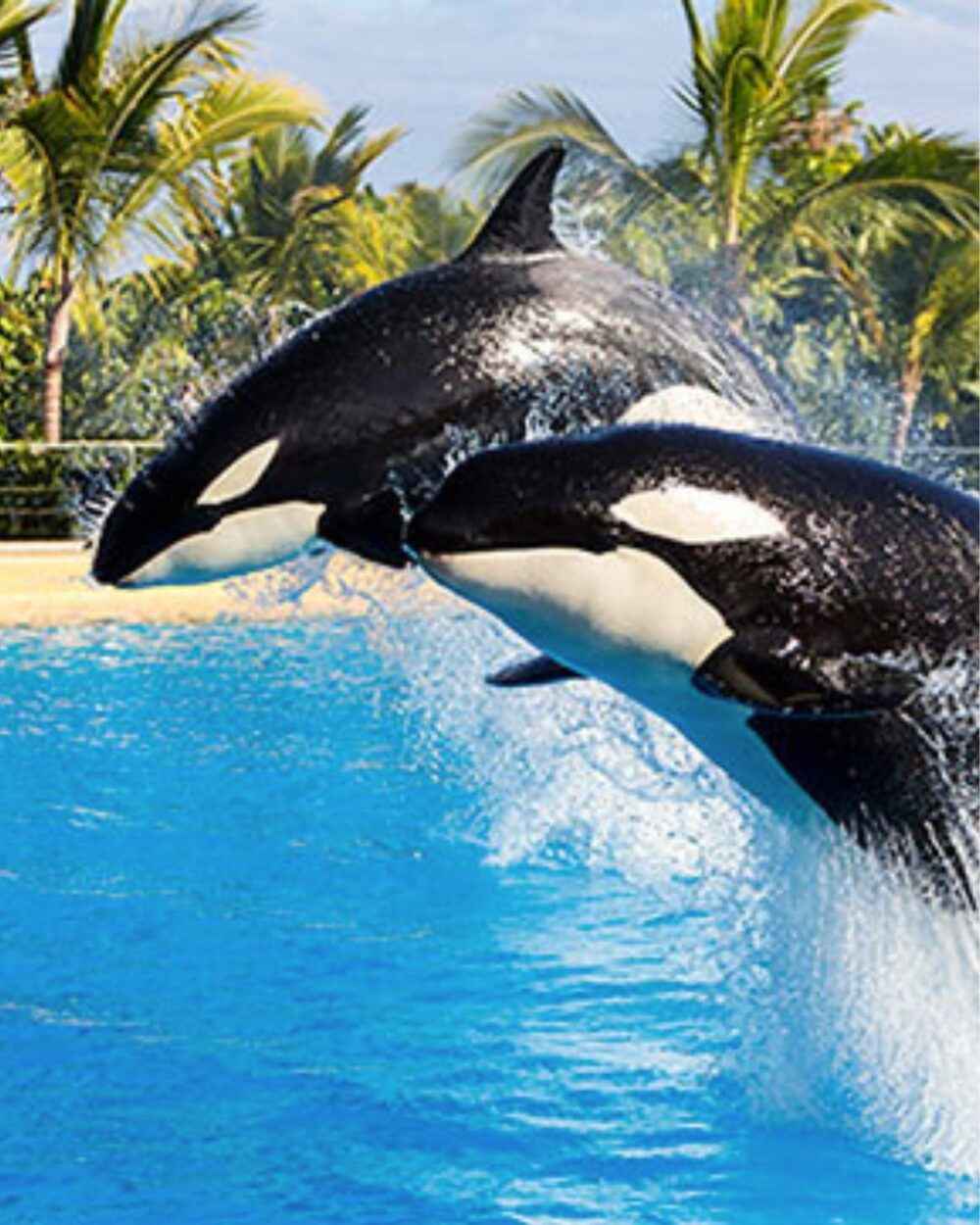 Orcas in Loro Parque