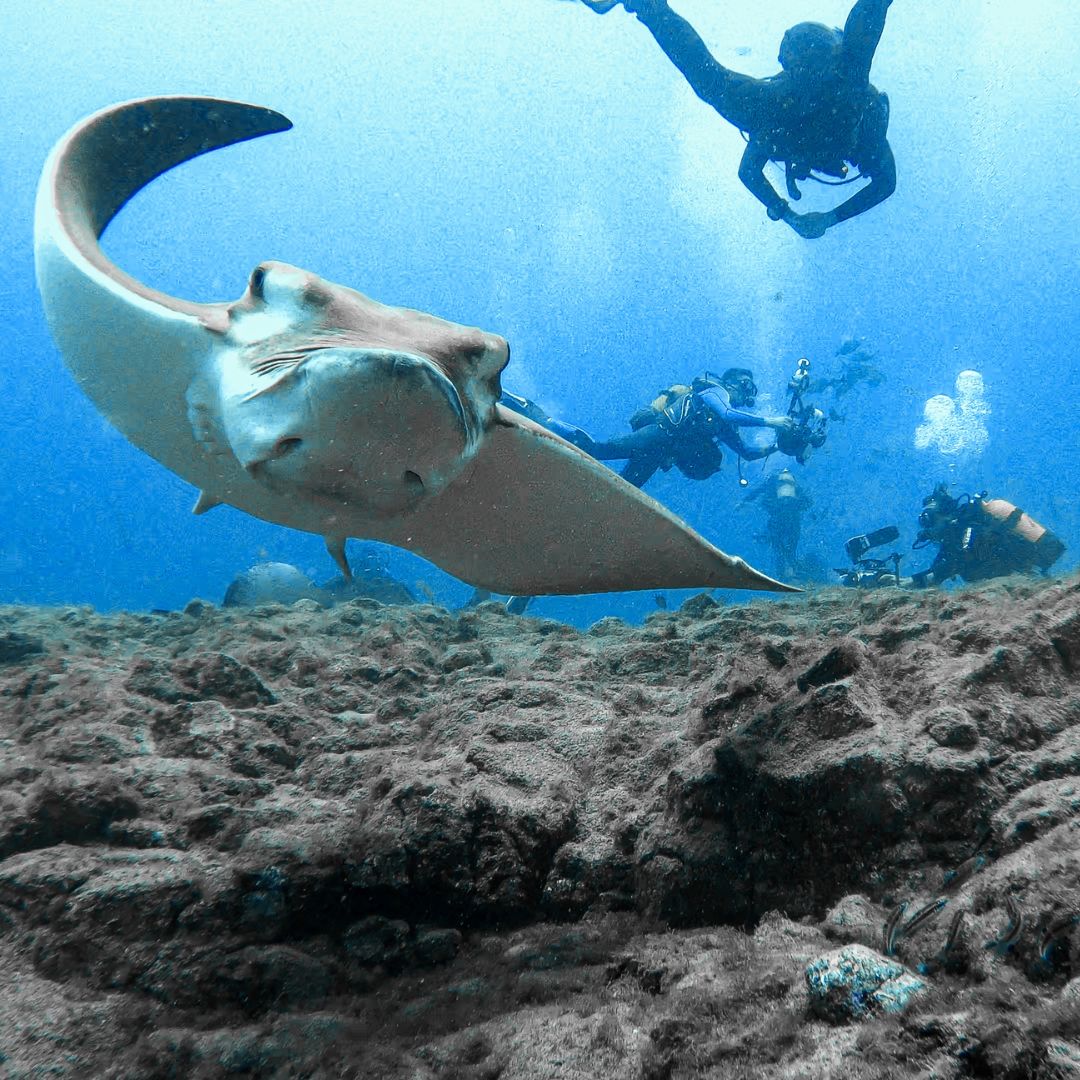 diving in tenerife stingray watching