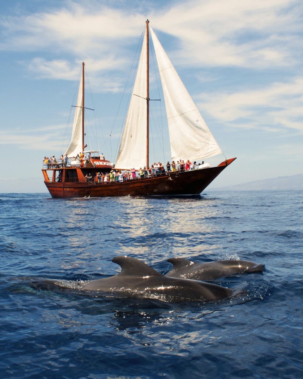 Shogun sailing trip in Tenerife