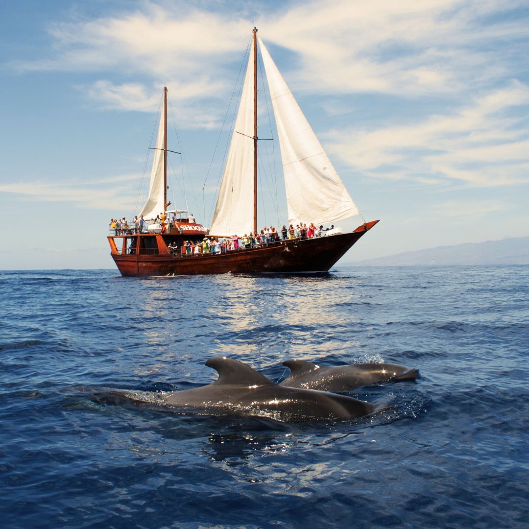 oriental sailing boat in tenerife