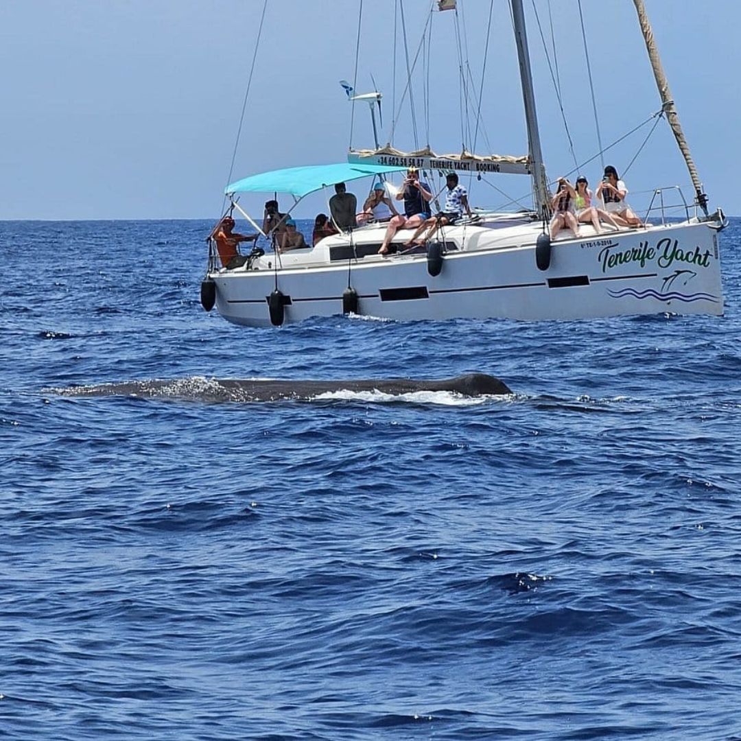 sailboat in tenerife