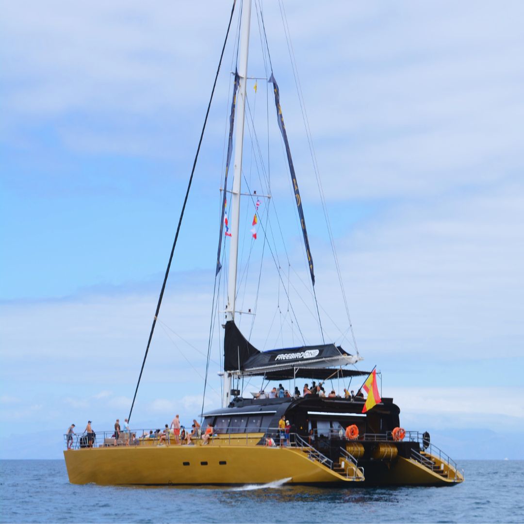 dolphin trip tenerife