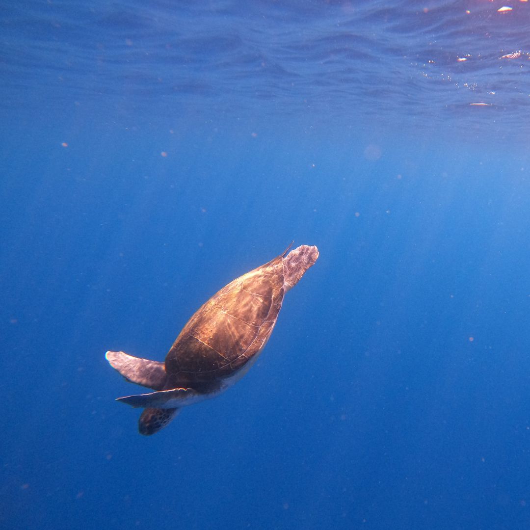 turtles in tenerife