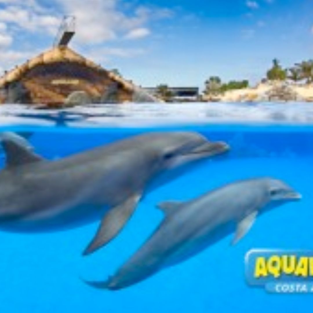 aqualand dolphins tenerife
