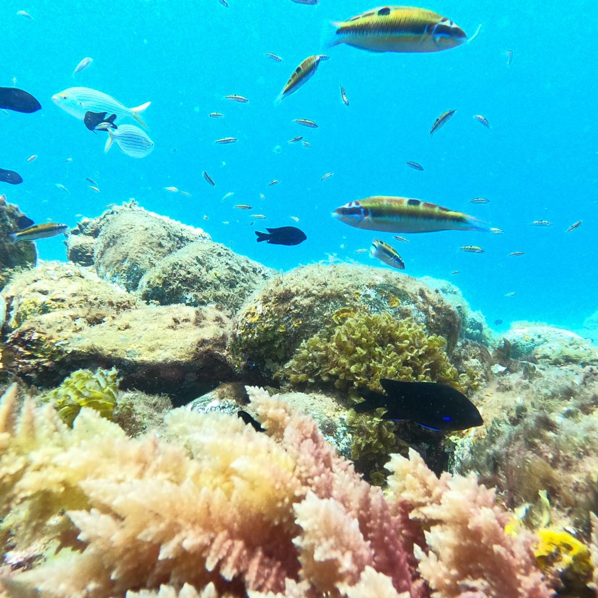 snorkeling tenerife