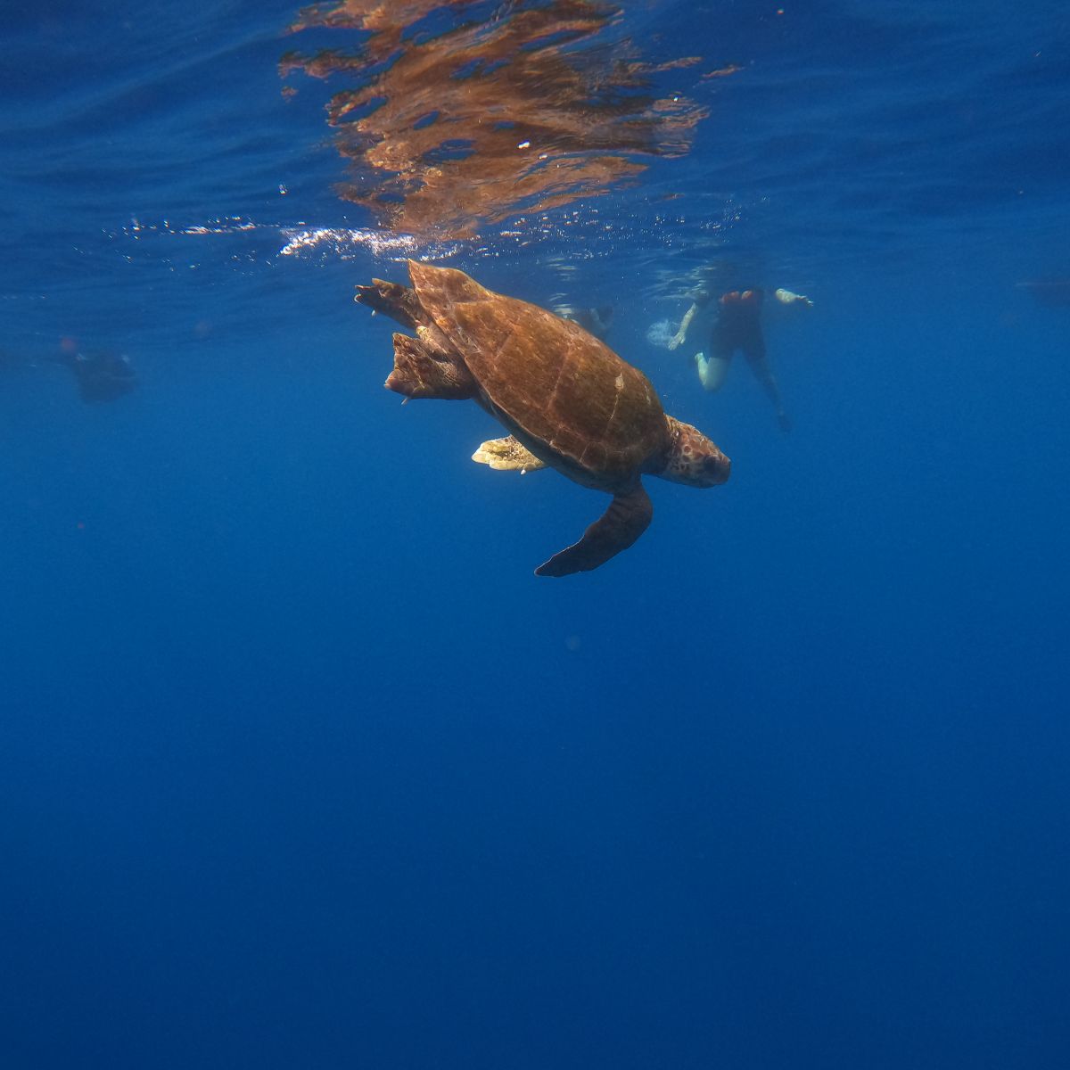 snorkeling tenerife