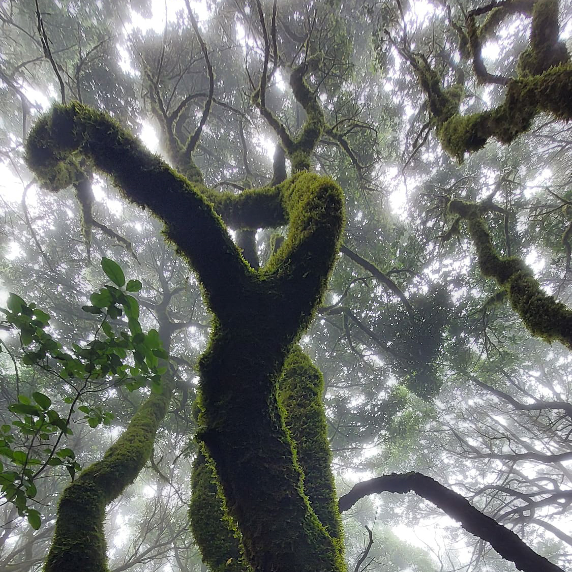 mountains anaga tenerife