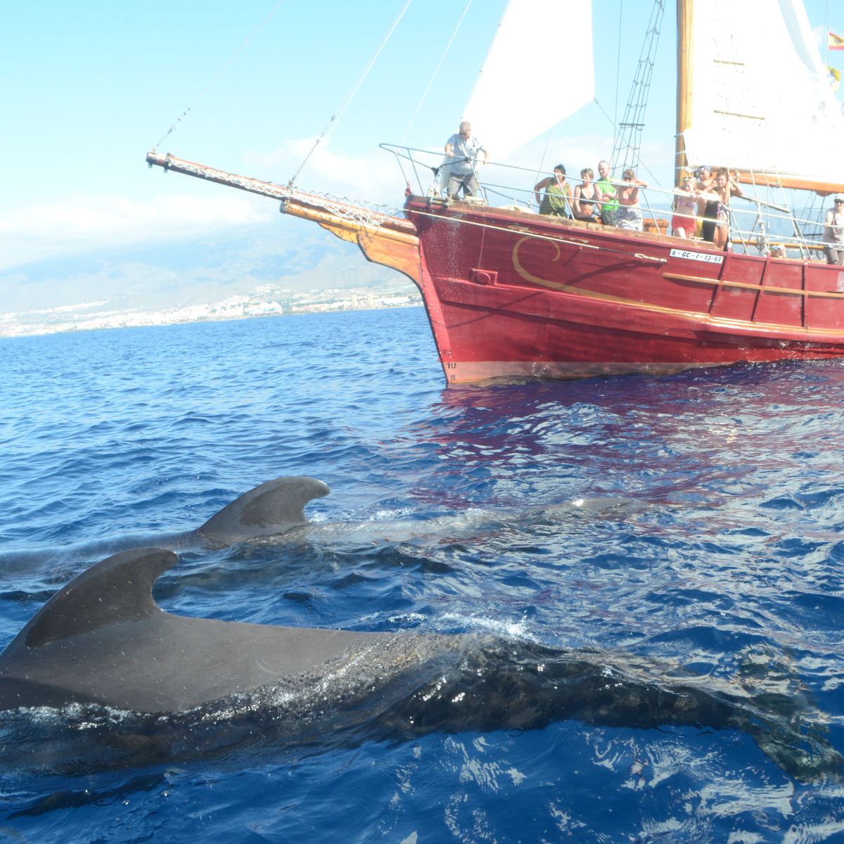 boat trip tenerife