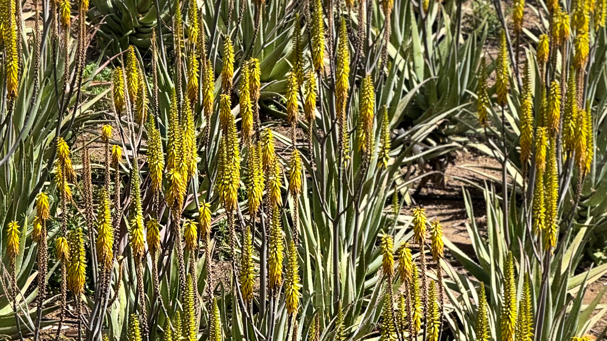 aloes teneryfa