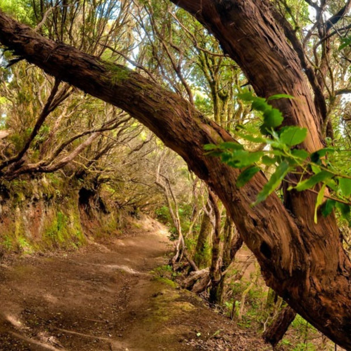 anaga forest in tenerife