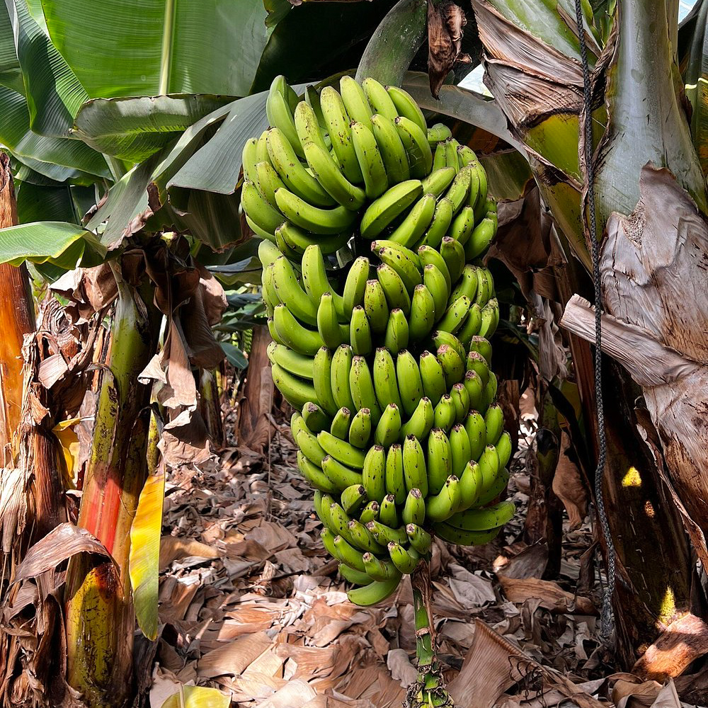 bananas tenerife