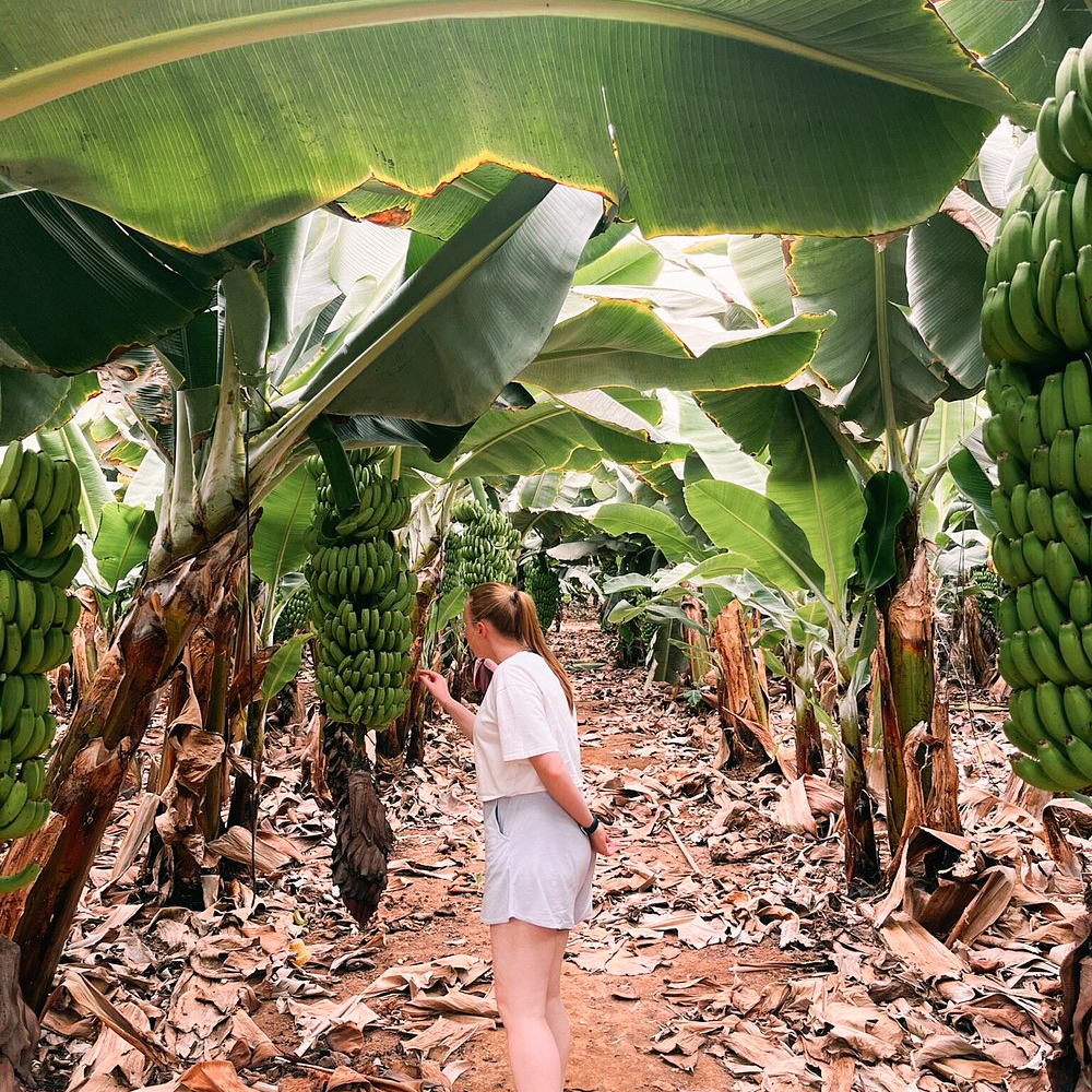 tenerife banana plantation