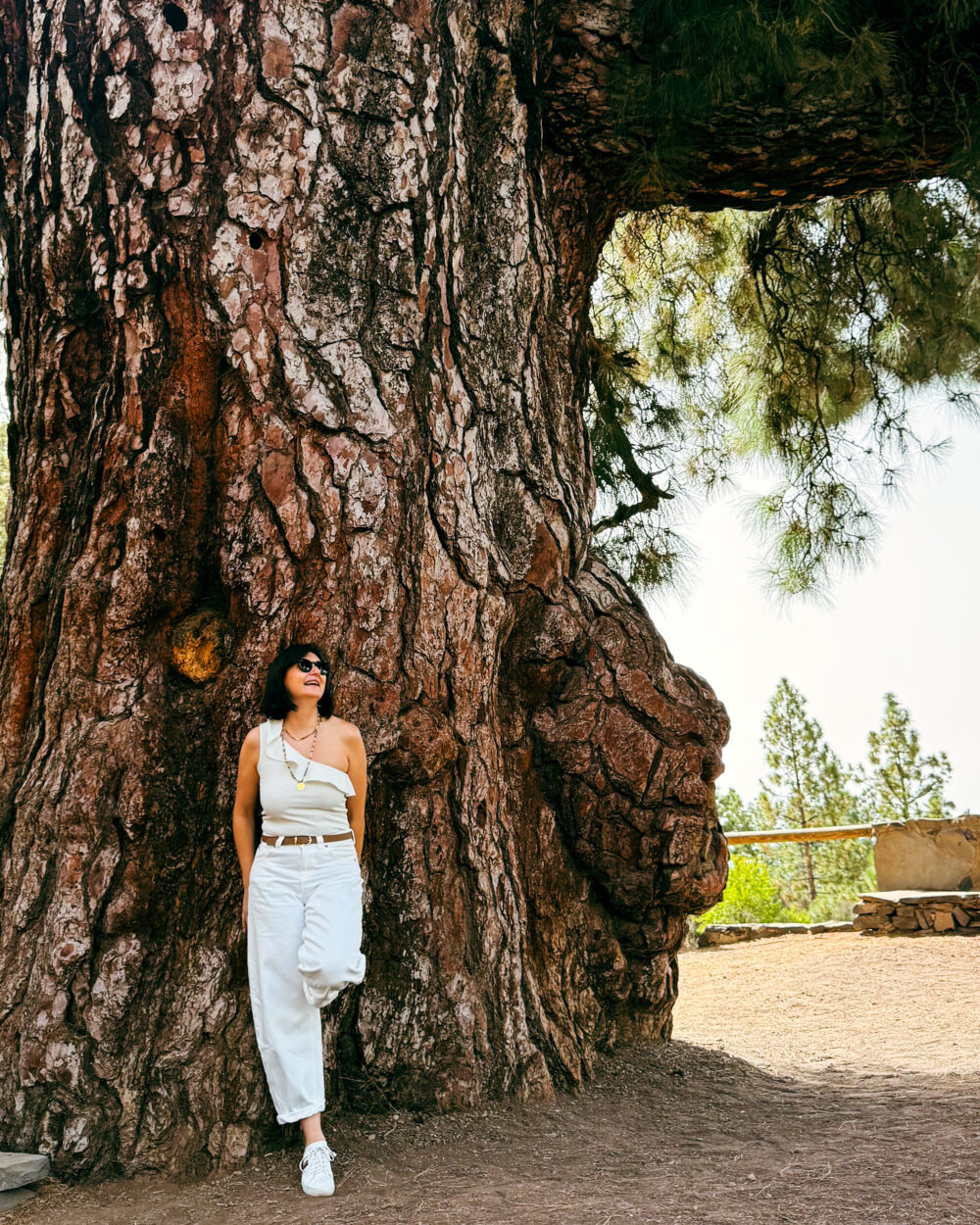 Sightseeing Tour with Wine Tasting in Tenerife